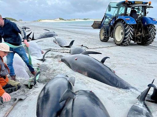 Major operation to find cause of mass whale pod stranding