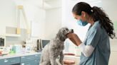 Here's How Much the Average Vet Visit Costs