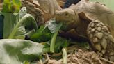 Reptile rescue Herps Alive facing rising food costs asks gardeners to 'grow a row' for them: Ready Pet GO!