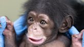 Zoo Knoxville workers are 'mothering' new baby chimp — here's why