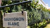 Grape Basics: The Essential Guide To Sauvignon Blanc