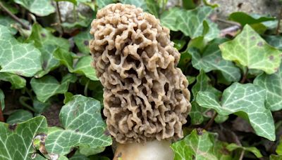 Searching for morel mushrooms in Michigan? DNR can help