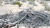 Mojave Max emerges from burrow, marking beginning of spring-like weather in Southern Nevada