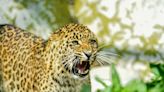 Three young boys killed by big cats in Indian state in less than one week