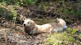 Golden Retriever Puppy Playing in the Mud Is the Definition of Cuteness Overload