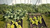 10 Fast-Growing Vegetables for a Late Summer Harvest