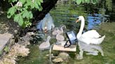 Cygnet killed by dog off lead in city gardens