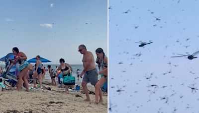 Moment beachgoers swarmed by dragonflies like the biblical plague 'apocalypse'