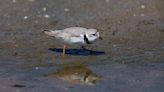 Chicago’s famous piping plover Imani has returned to Montrose Beach for the summer