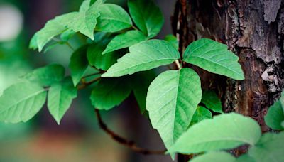 How to identify poison ivy with your smartphone — use these apps