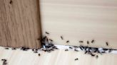 How To Get Rid Of Ants