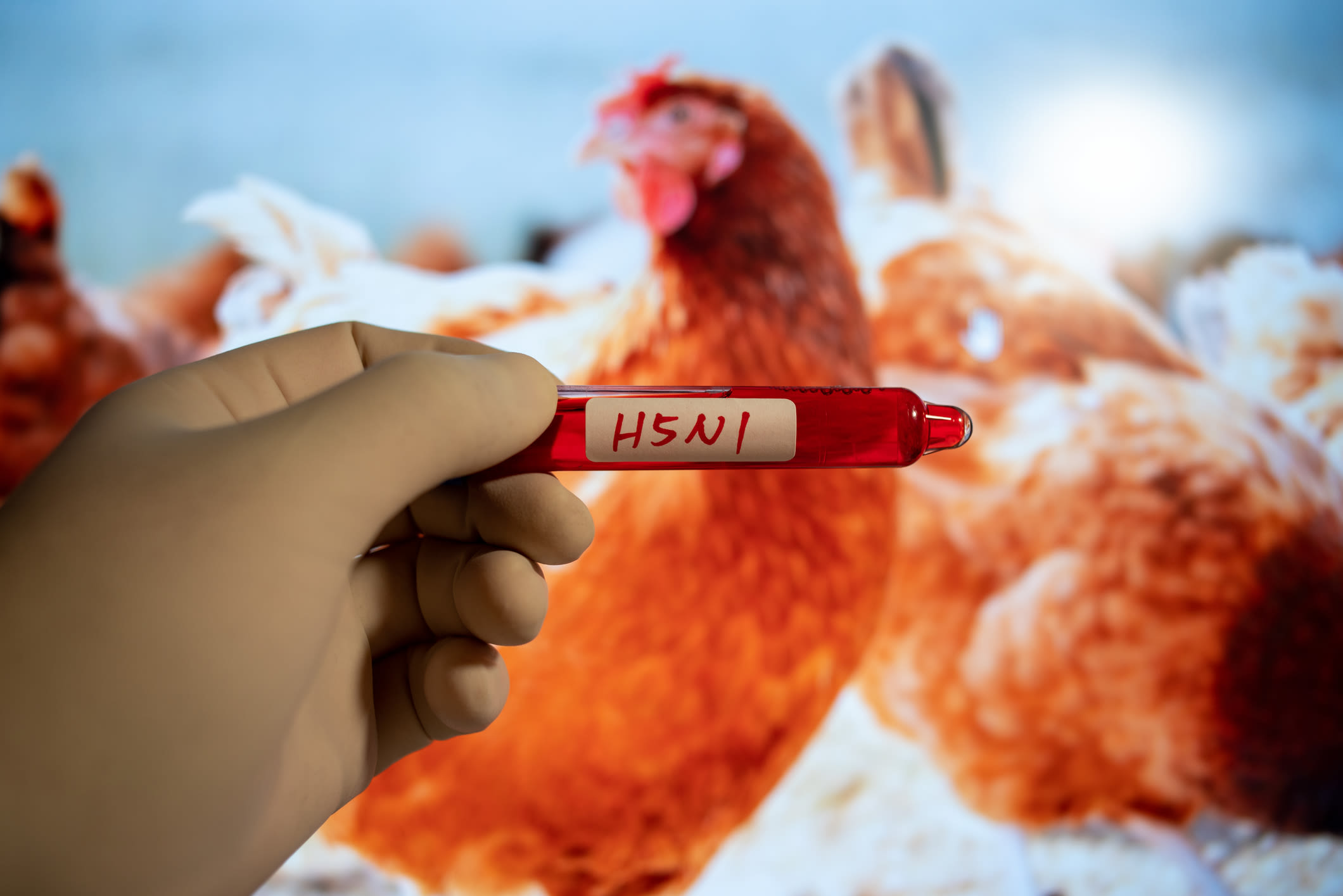 US "underprepared" for bird flu outbreak, epidemiologists warn