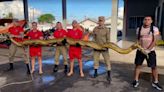 La gigantesca anaconda de 5 metros de largo que capturaron cuando cruzaba una carretera