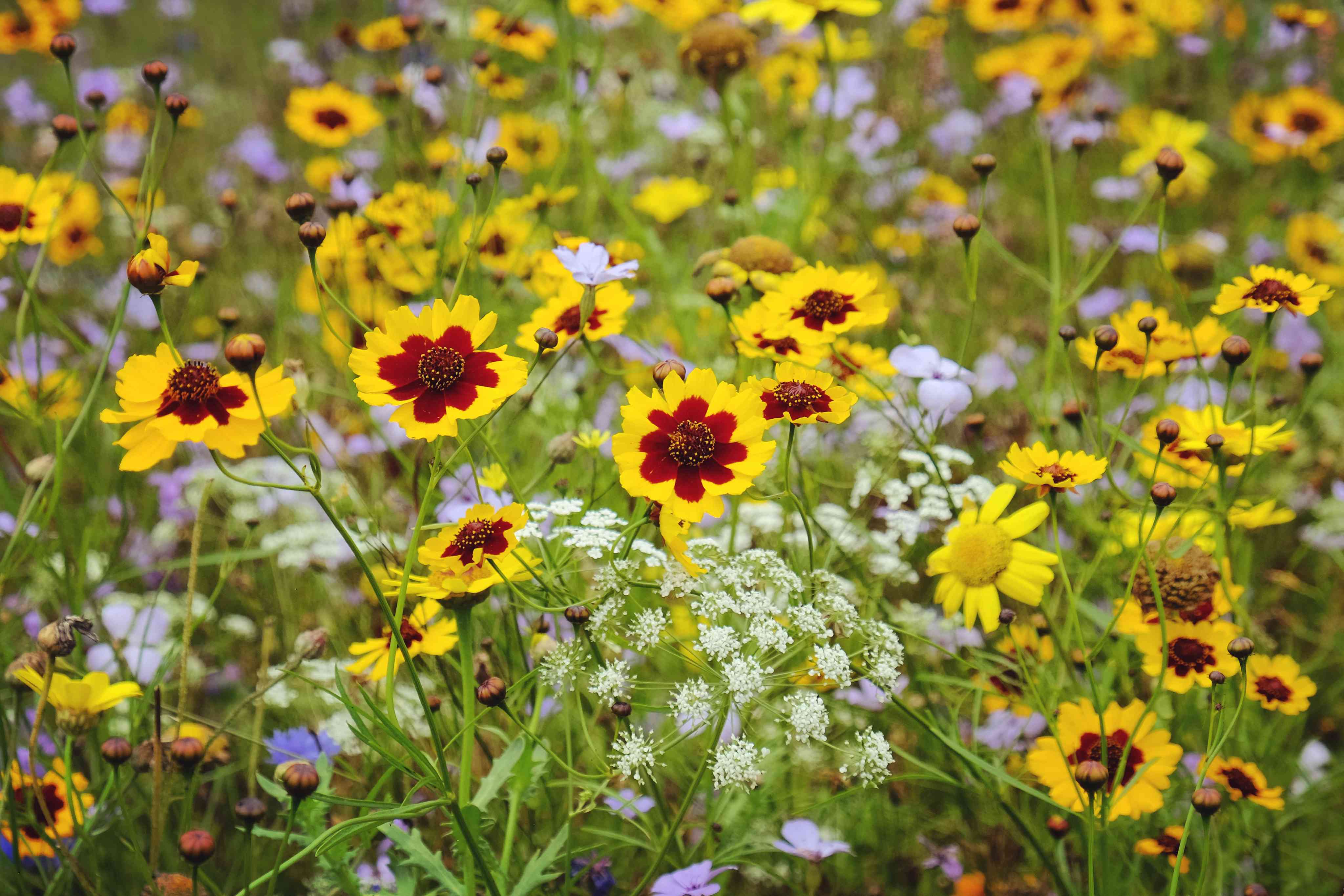 15 Full-Sun Annuals That Will Add Beautiful Color To Your Garden All Summer Long