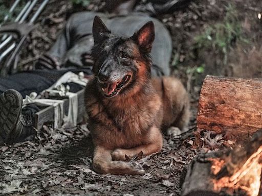 Norman Reedus, “The Walking Dead” cast pay loving tribute to Dog, after his death: 'Best TV buddy ever'