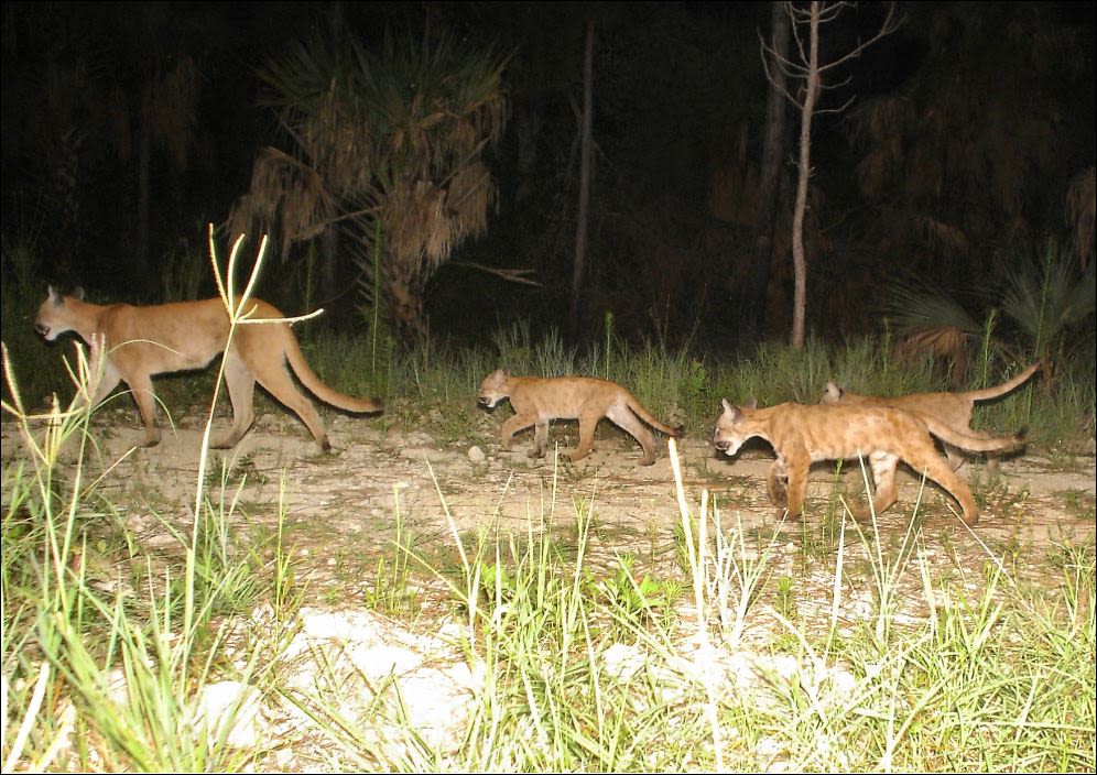 Southwest Florida subdivisions are poised to clog the Florida Wildlife Corridor