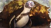 One of the World's Oldest Penguins Hatches a Chick with New Boy Toy 26 Years Younger