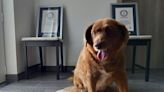 ¿Era un fraude el perro más viejo del mundo? Guinness World Records lo está investigando