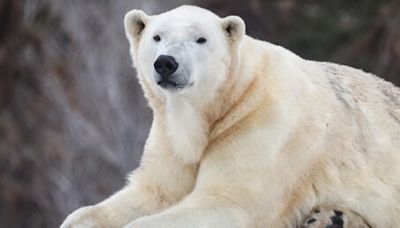 Polar Bear dies at Calgary Zoo after sparring with brother | News