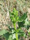 Sea beet