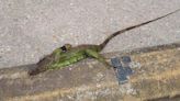 Answers sought after deaths of iguanas found with legs bound across MS Coast, Louisiana