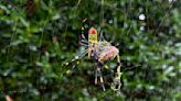 They're big. They're colorful. But Joro spiders aren't nightmare fodder | ABC6