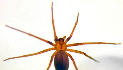 Are you seeing more brown recluse spiders? Here’s how to recognize them and stay safe