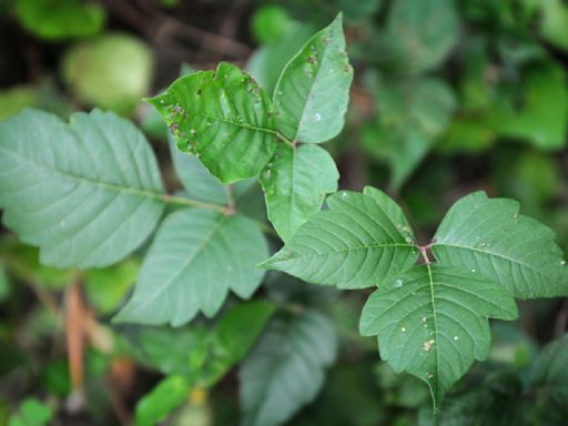 Getting rid of poison ivy is a serious matter. What you should and shouldn't do