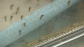 Harris County health officials are preparing for a busy mosquito season