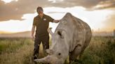 Texas startup working to bring back mammoths partners to help save nearly extinct rhino