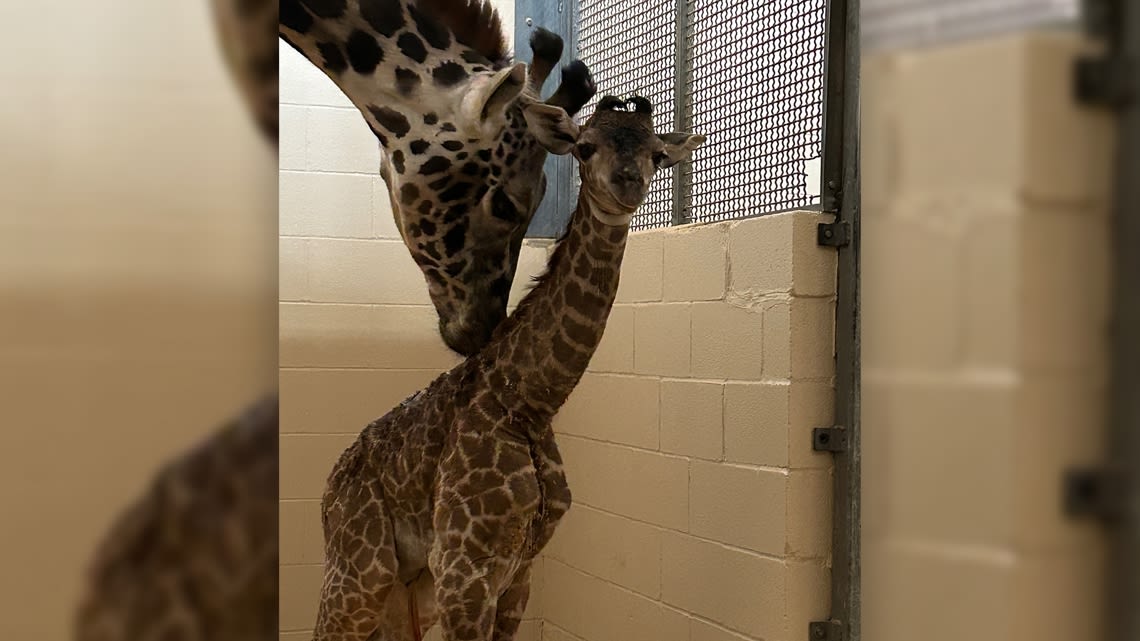 'Six-foot-tall bundle of joy' | Louisville Zoo welcomes new baby giraffe