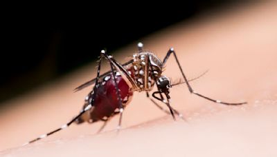 CDC reports 20 cases of dengue in Georgia, spread across 10 metro Atlanta counties