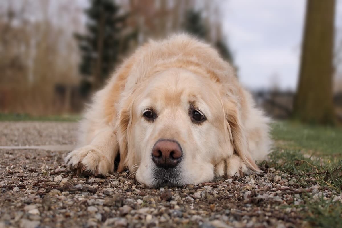 Golden Retriever Perfects the Art of Pouting After Days of Family Fun