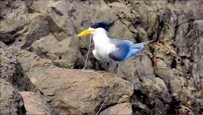 喉頭卡魚線 宜蘭大溪漁港鳳頭燕鷗恐餓死