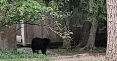 Black bear sightings reported in Central Bucks County from Peace Valley Park to Solebury