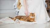 Creative Ways to Include Your Cat in Your Wedding