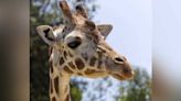 ‘Beloved and iconic’: Skye the giraffe dies at the age of 26, Sacramento Zoo announces