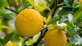 How to Plant and Grow Trifoliate Orange