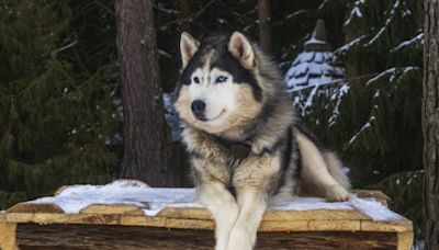 Wolf Dog Breeds: Hybrid, Wolf-Like Dogs for Lovers of Wolves