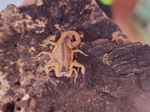 Incautan 32 animales potencialmente peligrosos, entre ellos, tarántulas y un escorpión, en una vivienda de Gran Canaria