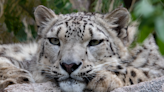 Utah snow leopard expecting her first cub at Hogle Zoo