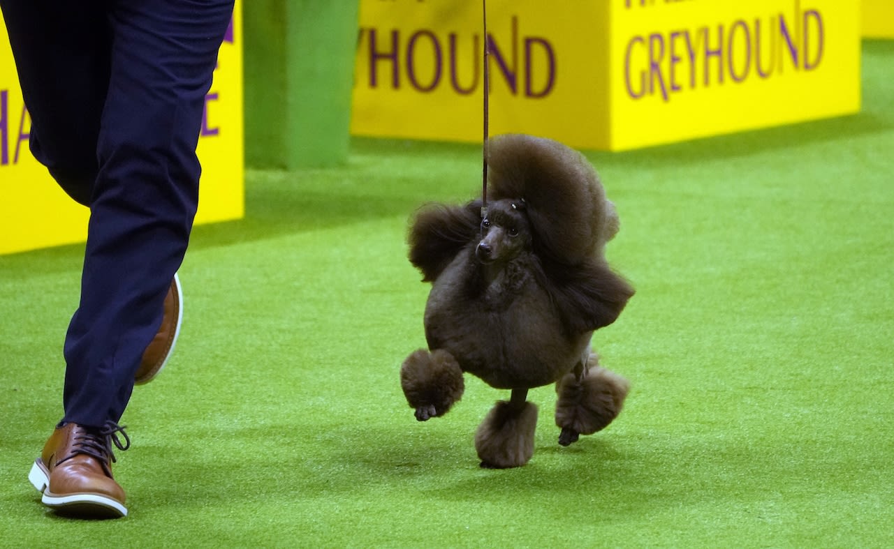 Westminster dog show 2024: Sage the poodle wins best in show, capping handler’s long career