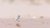 To protect piping plovers, Kouchibouguac National Park closes some areas to visitors