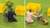 Precious Clip Shows Westminster Dog Show Pups Slacking Off On The Sidelines