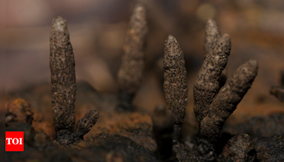 How 'Dead Man's Fingers' play a major role in Earth's ecosystems - Times of India