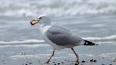 Dead and dying seabirds identified off Maine coast