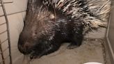 Dept. of Conservation says African porcupine caught in Crawford County