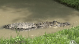 Video: Albert the Alligator moves into Texas rehabilitation facility