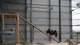 Há quatro abutres-pretos juvenis à espera de liberdade no Douro Internacional