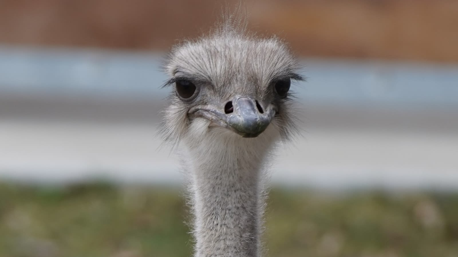 Karen, the 'vibrant and beloved' ostrich at Topeka Zoo, dies after swallowing zoo staffer's keys